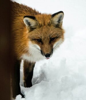 У-Ковелі-скажена-лисиця-покусала-собаку