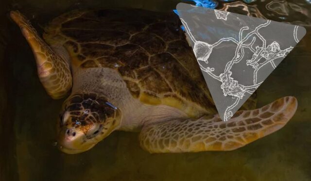 “Ми усі асгардці”: тварин, рослини та гриби на Землі можна простежити до спільного предка “Ми-усі-асгардці”:-тварин,-рослини-та-гриби-на-Землі-можна-простежити-до-спільного-предка