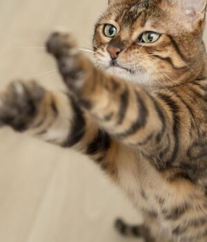 Ніколи-не-дадуть-вам-занудьгувати:-9-найактивніших-порід-котів Ніколи-не-дадуть-вам-занудьгувати:-9-найактивніших-порід-котів