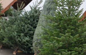 Скільки на Волині за свята продали ялинок: подробиці Скільки-на-Волині-за-свята-продали-ялинок:-подробиці