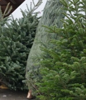 Скільки-на-Волині-за-свята-продали-ялинок:-подробиці Скільки-на-Волині-за-свята-продали-ялинок:-подробиці