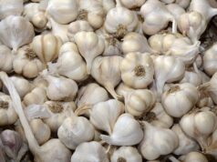 Чи можна зберігати часник в холодильнику: відповідь вас здивує Чи можна-зберігати-часник-в холодильнику:-відповідь-вас-здивує