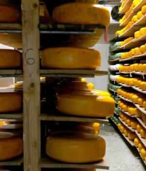 Українські-сировари-масово-скорочують-виробництво:-що-стало-причиною