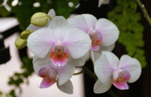 Орхідеї порадують пишним цвітінням, якщо уникати цих трьох поширених помилок Орхідеї-порадують-пишним-цвітінням,-якщо-уникати-цих-трьох-поширених-помилок