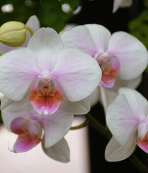 Орхідеї-порадують-пишним-цвітінням,-якщо-уникати-цих-трьох-поширених-помилок Орхідеї-порадують-пишним-цвітінням,-якщо-уникати-цих-трьох-поширених-помилок