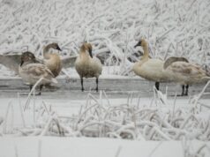 День ангела 8 січня: кого та як вітати з іменинами День-ангела-8 січня:-кого-та як вітати-з іменинами