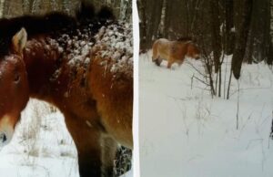 По коліна в снігу: біля Чорнобиля зафіксували рідкісного коня По-коліна-в-снігу:-біля-Чорнобиля-зафіксували-рідкісного-коня