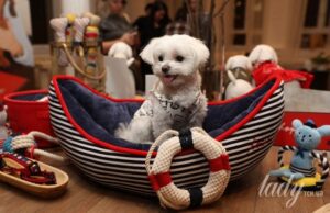 Собаки не просто сумують: що насправді відбувається з ними, коли ви йдете Собаки-не просто-сумують:-що насправді-відбувається-з ними,-коли-ви йдете