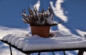 Як захистити сад від негоди: 10 дій, які радять зробити негайно Як захистити-сад-від-негоди:-10 дій,-які-радять-зробити-негайно