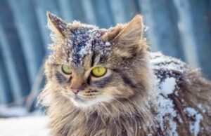 Коли чекати потепління на Волині: народний синоптик здивував прогнозом на зиму Коли-чекати-потепління-на-Волині:-народний-синоптик-здивував-прогнозом-на-зиму