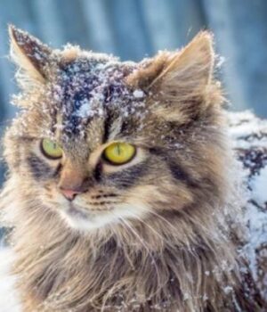 Коли-чекати-потепління-на-Волині:-народний-синоптик-здивував-прогнозом-на-зиму