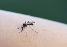 У «Парку Юрського періоду» показали правду: комарі можуть переносити ДНК тварин, яких кусали У-«Парку-Юрського-періоду»-показали-правду:-комарі-можуть-переносити-ДНК-тварин,-яких-кусали