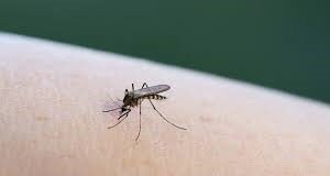 У «Парку Юрського періоду» показали правду: комарі можуть переносити ДНК тварин, яких кусали У-«Парку-Юрського-періоду»-показали-правду:-комарі-можуть-переносити-ДНК-тварин,-яких-кусали