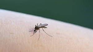 У «Парку Юрського періоду» показали правду: комарі можуть переносити ДНК тварин, яких кусали У-«Парку-Юрського-періоду»-показали-правду:-комарі-можуть-переносити-ДНК-тварин,-яких-кусали