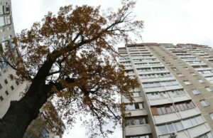 Які дерева погано ростуть біля будинків: їх вже не садять навіть у містах Які-дерева-погано-ростуть-біля-будинків:-їх-вже-не-садять-навіть-у-містах