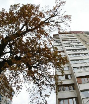 Які-дерева-погано-ростуть-біля-будинків:-їх-вже-не-садять-навіть-у-містах Які-дерева-погано-ростуть-біля-будинків:-їх-вже-не-садять-навіть-у-містах