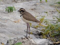 В Індії записали голос рідкісного птаха, якого багато років вважали зниклим В-Індії-записали-голос-рідкісного-птаха,-якого-багато-років-вважали-зниклим