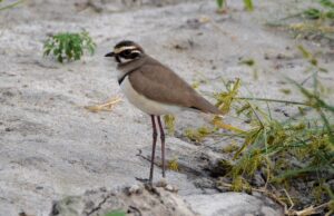 В Індії записали голос рідкісного птаха, якого багато років вважали зниклим В-Індії-записали-голос-рідкісного-птаха,-якого-багато-років-вважали-зниклим