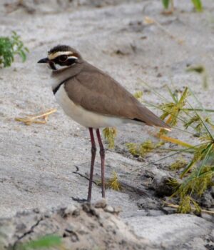 В-Індії-записали-голос-рідкісного-птаха,-якого-багато-років-вважали-зниклим В-Індії-записали-голос-рідкісного-птаха,-якого-багато-років-вважали-зниклим
