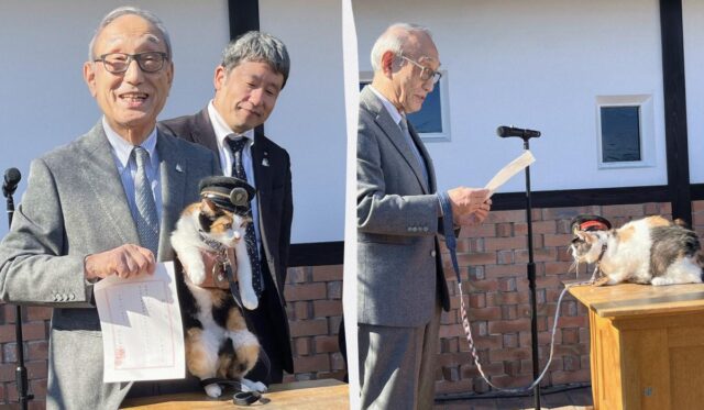 В Японії котів призначають начальниками залізничних станцій, і це приносить гроші В-Японії-котів-призначають-начальниками-залізничних-станцій,-і-це-приносить-гроші