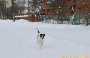 Сніг і ожеледиця: на вихідних на Волині прогнозують морози до -18° Сніг-і-ожеледиця:-на-вихідних-на-Волині-прогнозують-морози-до-18°