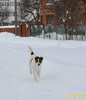 Сніг-і-ожеледиця:-на-вихідних-на-Волині-прогнозують-морози-до-18° Сніг-і-ожеледиця:-на-вихідних-на-Волині-прогнозують-морози-до-18°