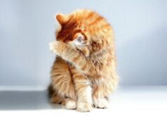 Залишаєте кішку одну: ось на скільки часу це безпечно і як підготувати улюбленця Залишаєте-кішку-одну:-ось-на скільки-часу-це безпечно-і як підготувати-улюбленця