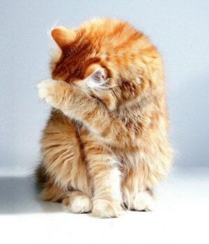 Залишаєте-кішку-одну:-ось-на скільки-часу-це безпечно-і як підготувати-улюбленця