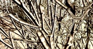 Морози після снігу з дощем. Погода. Чого очікувати найближчими днями? Морози-після-снігу-з-дощем-Погода.-Чого-очікувати-найближчими-днями?