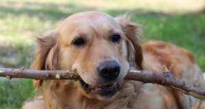 Чи справді 1 рік життя собаки дорівнює 7 людським: вчені перевірили і от що з’ясували Чи-справді-1-рік-життя-собаки-дорівнює-7-людським:-вчені-перевірили-і-от-що-з’ясували