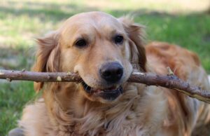 Чи справді 1 рік життя собаки дорівнює 7 людським: вчені перевірили і от що з’ясували Чи-справді-1-рік-життя-собаки-дорівнює-7-людським:-вчені-перевірили-і-от-що-з’ясували