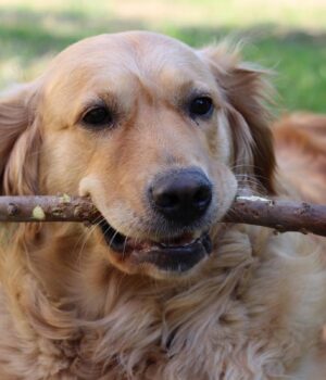 Чи-справді-1-рік-життя-собаки-дорівнює-7-людським:-вчені-перевірили-і-от-що-з’ясували Чи-справді-1-рік-життя-собаки-дорівнює-7-людським:-вчені-перевірили-і-от-що-з’ясували