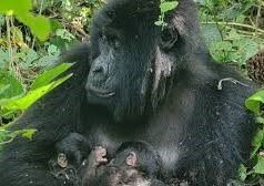 Рідкісний випадок: у нацпарку в Конго гірська горила народила близнюків Рідкісний-випадок:-у-нацпарку-в-Конго-гірська-горила-народила-близнюків