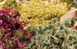 Духовий оркестр з Волині збирає лікувальні трави для виготовлення чаїв воїнам Духовий-оркестр-з-Волині-збирає-лікувальні-трави-для-виготовлення-чаїв-воїнам