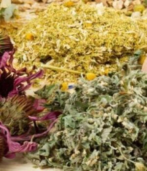 Духовий-оркестр-з-Волині-збирає-лікувальні-трави-для-виготовлення-чаїв-воїнам Духовий-оркестр-з-Волині-збирає-лікувальні-трави-для-виготовлення-чаїв-воїнам