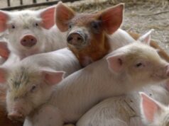 У селі на Волині колишню ферму хочуть реконструювати в свинокомплекс У-селі-на-Волині-колишню-ферму-хочуть-реконструювати-в-свинокомплекс