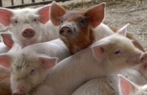 У селі на Волині колишню ферму хочуть реконструювати в свинокомплекс У-селі-на-Волині-колишню-ферму-хочуть-реконструювати-в-свинокомплекс