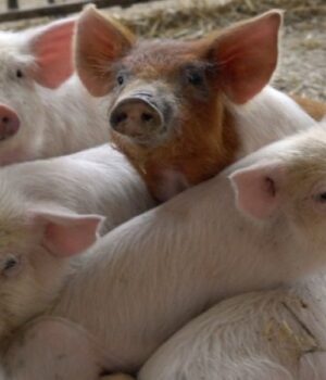 У-селі-на-Волині-колишню-ферму-хочуть-реконструювати-в-свинокомплекс У-селі-на-Волині-колишню-ферму-хочуть-реконструювати-в-свинокомплекс