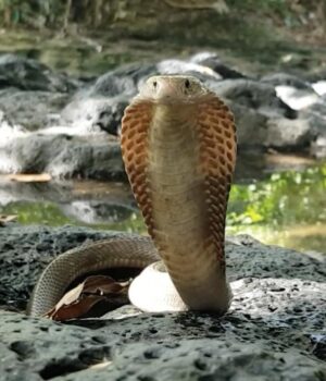 Ці-змії-можуть-позбавити-людину-зору,-навіть-не-вкусивши:-біолог-пояснив,-як-це-можливо