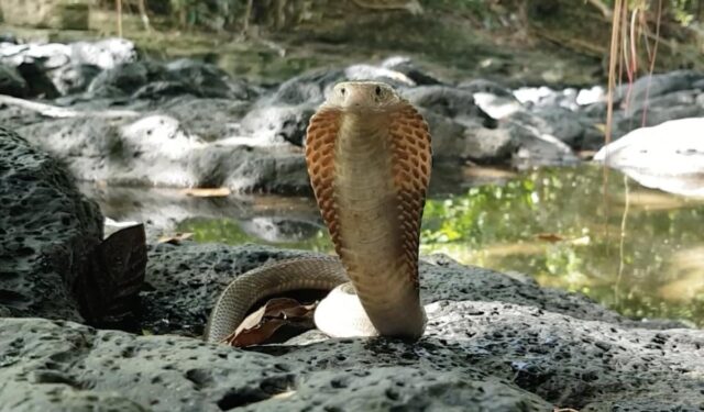 Ці змії можуть позбавити людину зору, навіть не вкусивши: біолог пояснив, як це можливо Ці-змії-можуть-позбавити-людину-зору,-навіть-не-вкусивши:-біолог-пояснив,-як-це-можливо