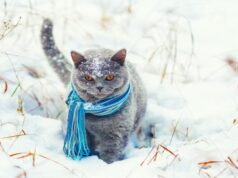 Якою буде погода у неділю, 11 січня, у Луцьку та на Волині Якою-буде-погода-у-неділю,-11-січня,-у-Луцьку-та-на-Волині