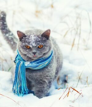 Якою-буде-погода-у-неділю,-11-січня,-у-Луцьку-та-на-Волині