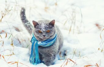 Якою буде погода у неділю, 11 січня, у Луцьку та на Волині Якою-буде-погода-у-неділю,-11-січня,-у-Луцьку-та-на-Волині