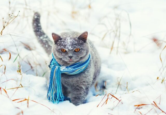 Якою буде погода у неділю, 11 січня, у Луцьку та на Волині Якою-буде-погода-у-неділю,-11-січня,-у-Луцьку-та-на-Волині