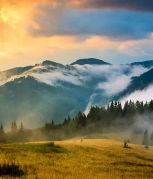 АРМА продало фірмам зятя Льовочкіна 460 гектарів землі у Карпатах