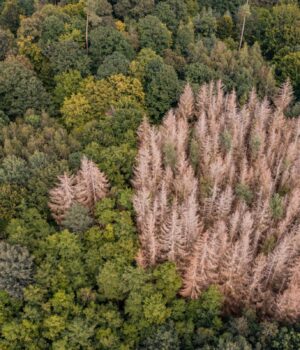У-Європі-замислилися,-чи-можна-врятувати-ліси,-що-гинуть,-новим-способом-посадки-дерев
