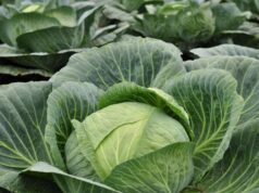 В Україні стрімко дорожчає капуста В-Україні-стрімко-дорожчає-капуста