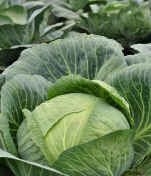 В-Україні-стрімко-дорожчає-капуста В-Україні-стрімко-дорожчає-капуста