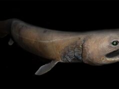 Жила за часів динозаврів: що відомо про одну з найзагадковіших риб на планеті Жила-за-часів-динозаврів:-що-відомо-про-одну-з-найзагадковіших-риб-на-планеті