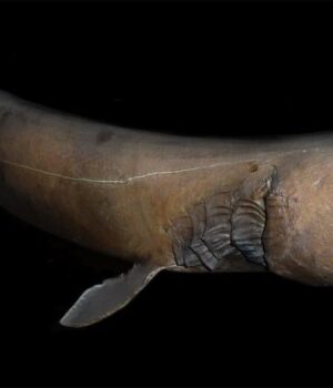 Жила-за-часів-динозаврів:-що-відомо-про-одну-з-найзагадковіших-риб-на-планеті